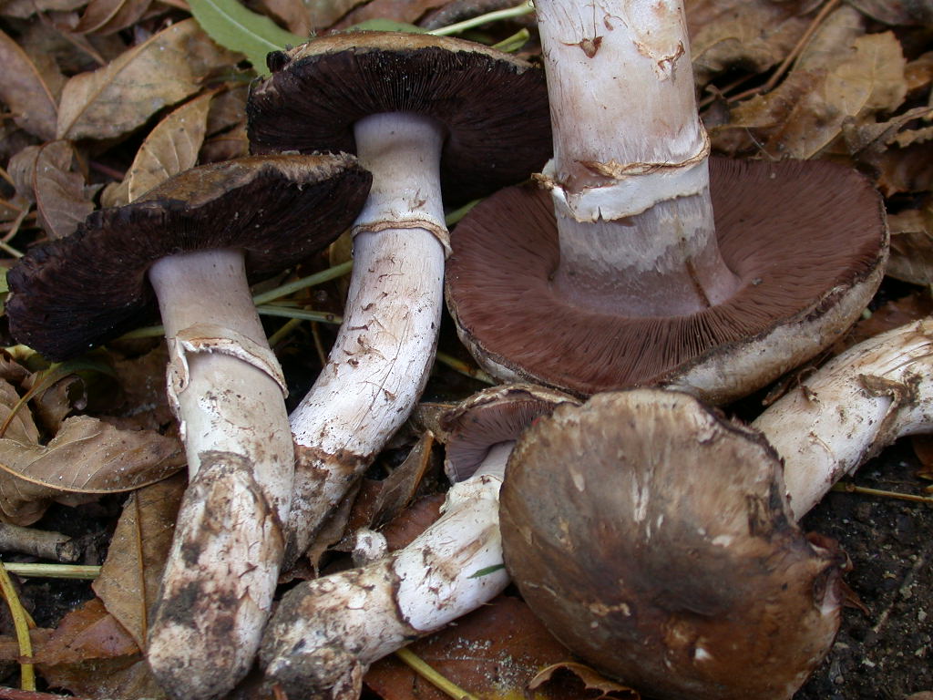 Chi sono .... QUIZ difficile